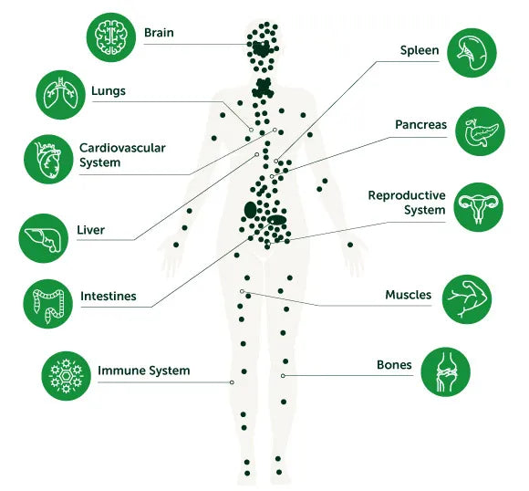 utilizing-cbd-oil-and-thc-for-managing-psp-symptoms-an-in-depth-analy